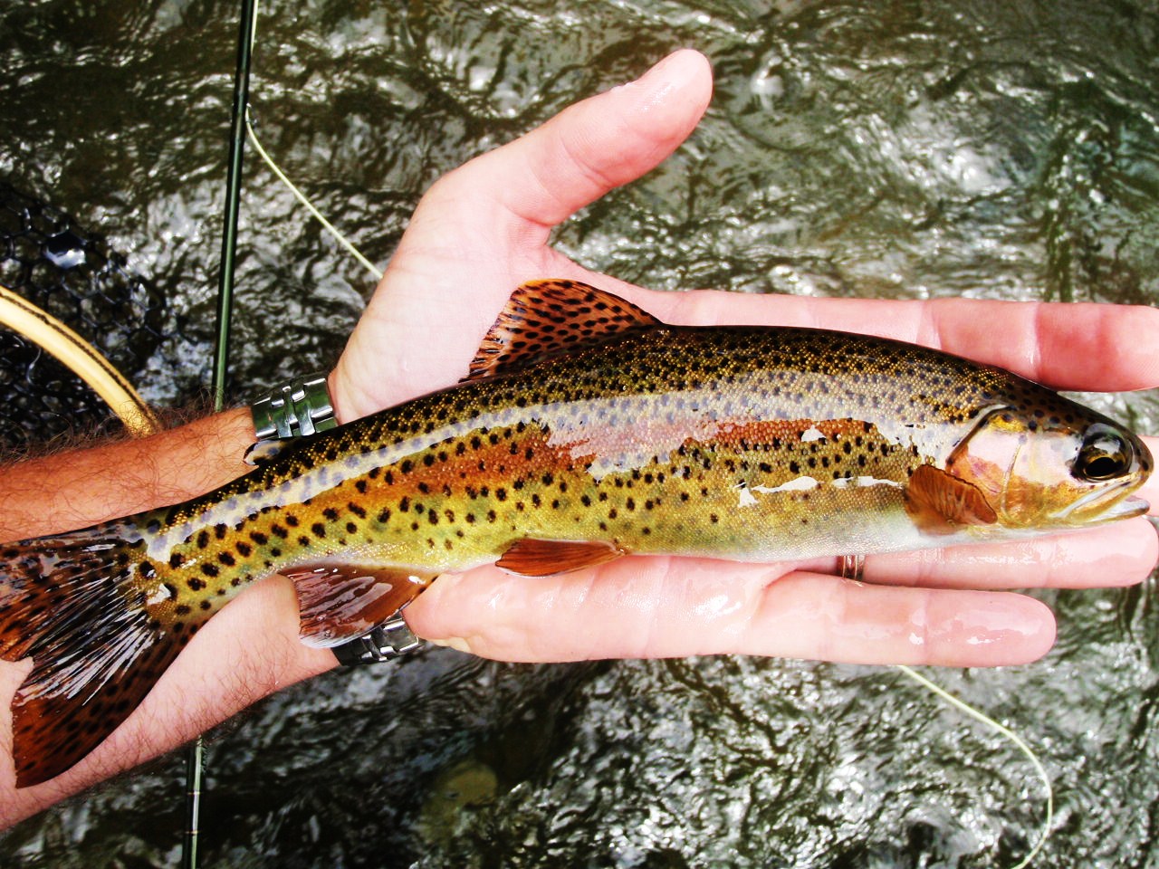 Brown Trout Guided Fly Fishing Trip Franklin, NC