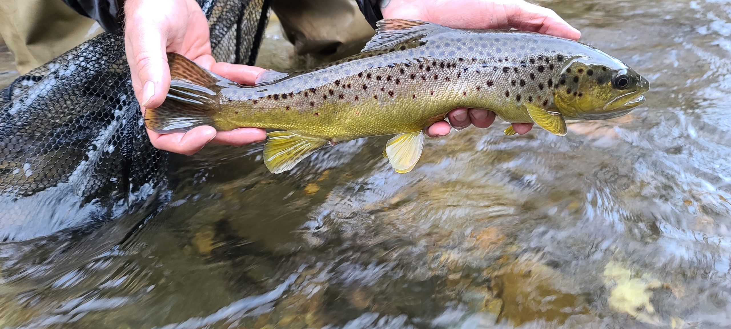 turning stones fly fishing brown trout