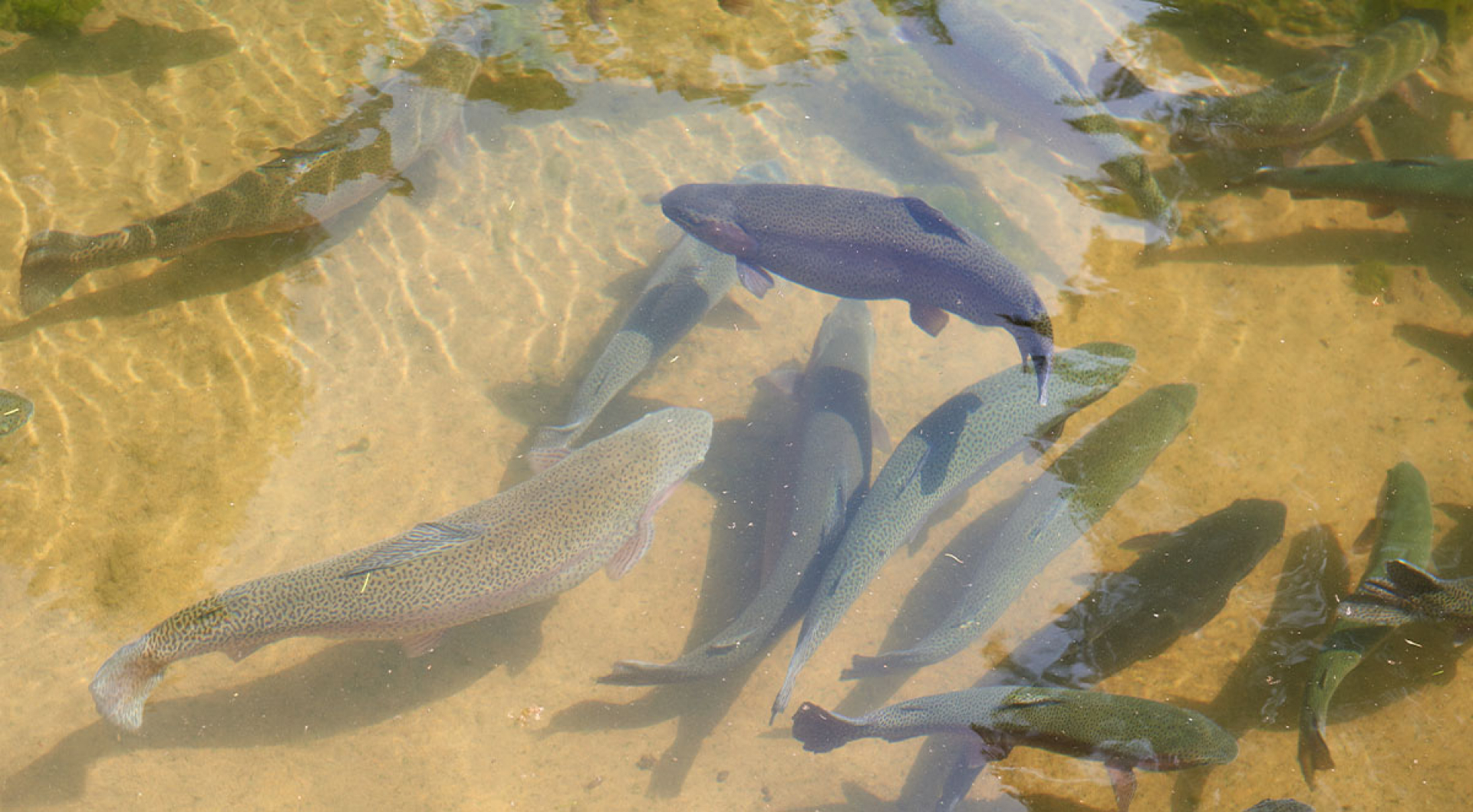 How to Identify Wild vs Hatchery Supported Trout
